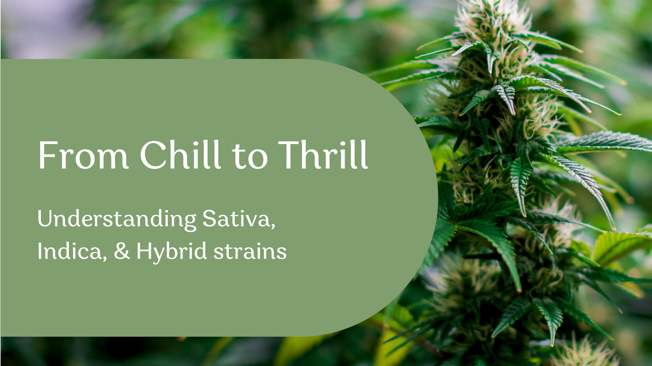 When it comes to choosing the right cannabis strain, you’ll often hear three main categories: 
