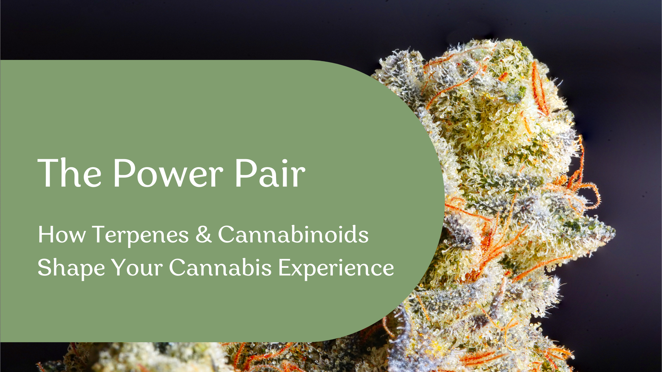 In our last post, Scents & Sensibilities, we took a deep dive into the world of terpenes, exploring how these aromatic compounds shape the flavours