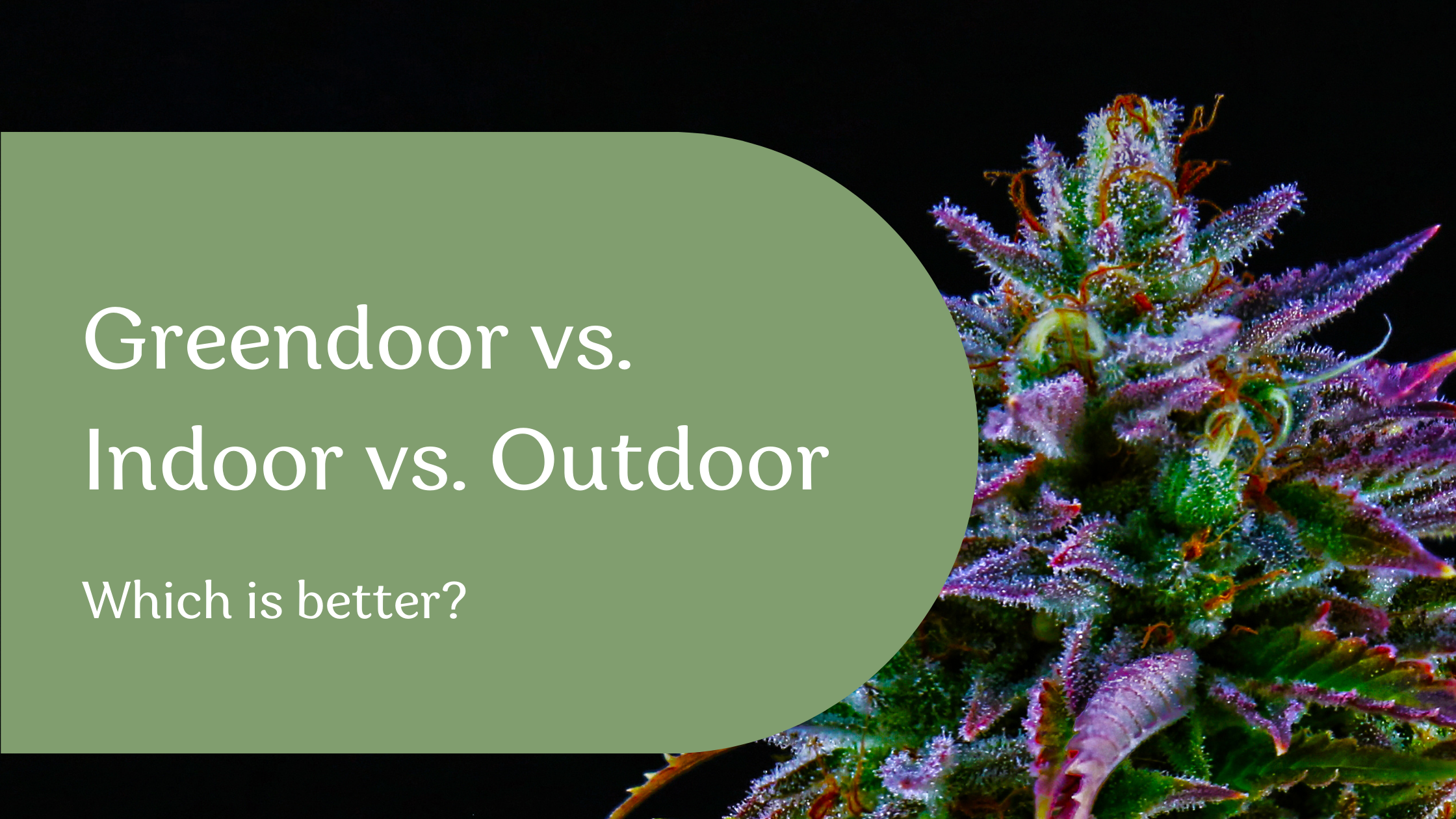 When it comes to cannabis, how & where it’s grown can make a big difference in the final product and your consumer experience