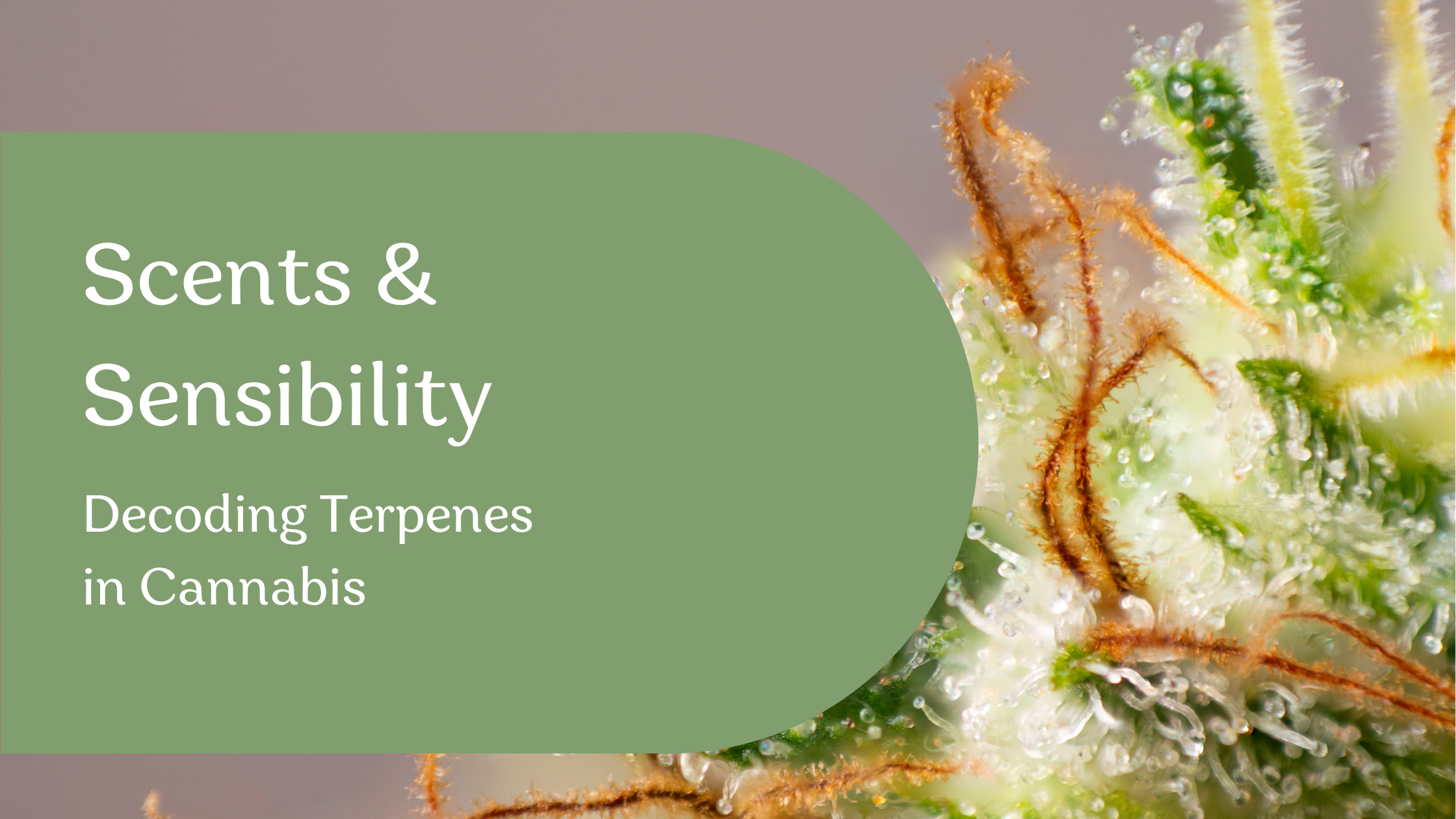 When we think about cannabis, cannabinoids like THC & CBD often steal the spotlight. But another group of compounds